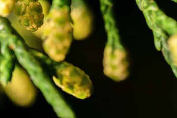 Young lump cones of blossoms Cupressus arizonica, Allergens Plants. Ultra macro