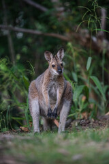 野生のワラビー、Wild Wallaby