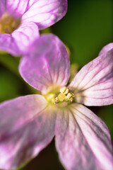 The Caucasian cyclamen flower. The petals are red. Ultra Macro