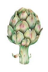 Obraz premium Green artichoke vegetable illustration png organic
