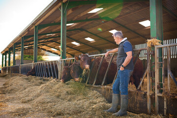 Mature Male Farm Worker Checking On Cattle In Barn At Feeding Time