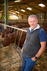 Portrait Of Mature Male Farm Worker Checking On Cattle In Barn At Feeding Time