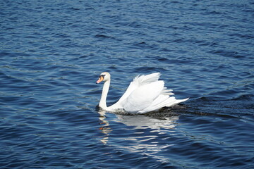 Single white swan swimming on water