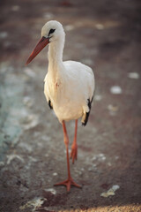 stork walking on a farm. white heron in the city zoo. European white stork (Ciconia ciconia) portrait