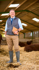 Mature Male Farm Worker Or Manager Standing Inside Cattle Barn With Digital Tablet