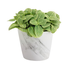 Fittonia plant in a white pot mockup