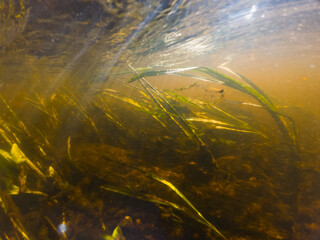 Underwater photo on the Pirita River, muddy water bottom and algae.
