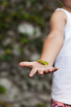 A little girls hand holding a leaf