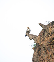 Fototapeta premium Egyptian Vulture or Neophron percnopterus bird perching on a historical fort or castle building in india