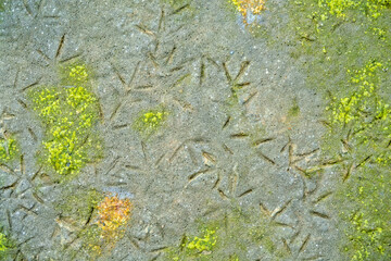 Shorebirds (Limicolae). Numerous legg prints of wader birds (stint (Calidris) on mud of sea lagoon. This means that the lagoon is rich in bird food (siltworms, nereis). Drying filamentous algae