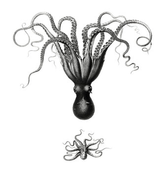Octopuses drawing png vintage illustration