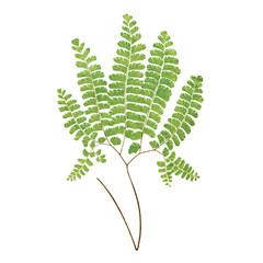 Adiantum Pedatum (Northern Maidenhair Fern) fern leaf illustration transparent png © Rawpixel.com