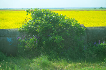 Yellow fields of rapeseed colza (Brassica napus var. oleifera), canola flowers on southern plains,...