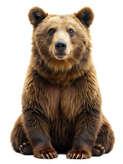 Fototapeta premium Bear isolated white background. AI GENERATED