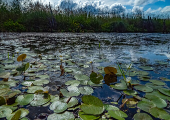 Limnodium. Lowland swamp. Specific water plants, helophytes, macrophytes. Frog's-bit (Hydrocharis morsus-ranae), male flower of dicotyledonous plant. Swamp, but this plant is indicator of clean water