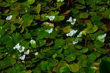 Limnodium. Lowland swamp. Specific water plants, helophytes, macrophytes. Frog's-bit (Hydrocharis...