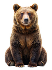 Bear isolated  white background. AI GENERATED