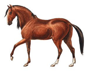 PNG Peruvian Paso, vintage horse illustration by by Charles Hamilton Smith, transparent background © Rawpixel.com