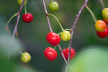 Green and red cherries close-up