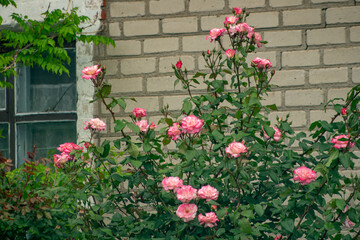 A large pink rose bush grows near the brick wall of the house
