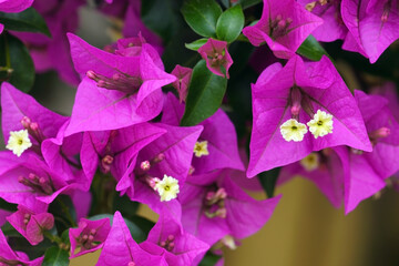 Opened flowers of purple bougainvillea close-up. Summer weather on the coast of Montenegro.