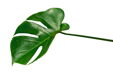 Split leaf philodendron, monstera plant element transparent png © Rawpixel.com