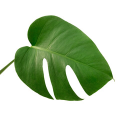 Split leaf philodendron, monstera plant element transparent png © Rawpixel.com
