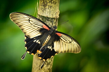 Papilio memnon - a large tropical butterfly sitting on a bamboo branch, a beautiful insect in a natural environment,
wild animals in India, Southeast Asia or Japan.