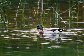 real duck in the ruidera lagoons
