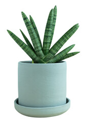 Starfish snake plant png mockup in a ceramic pot