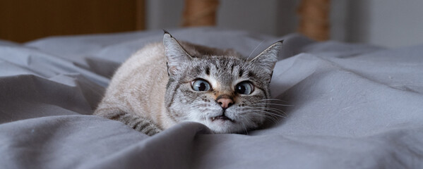 低い姿勢で見つめる猫　シャムトラ猫