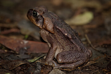 Cane toad in tropical rain forest. Rhinella marina. Giant cane toads were used to kill sugar cane pests. Poison frog.