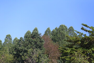 Green shoots of trees in a tropical forest in Thailand.