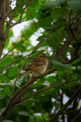 baby bird sparrow on a branch