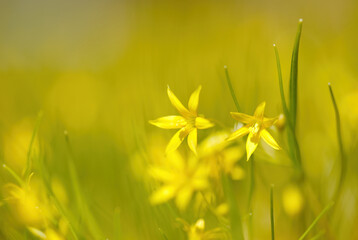 Gagea minima flowers blooming on a spring day in grass