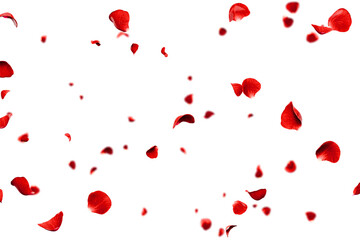 Red roses petals flying romantic overlay background