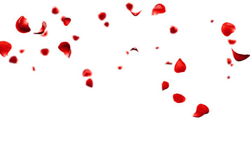 Red roses petals flying romantic overlay background