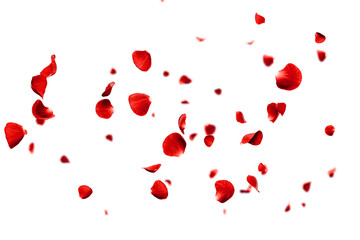 Red roses petals flying romantic overlay background