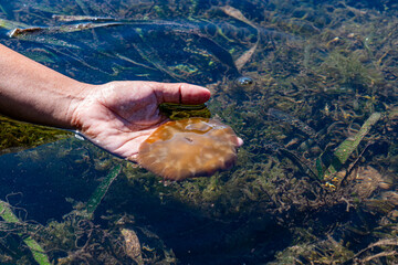 Non poisonous jelly fish, Grande Santa Cruz Island, Zamboanga, Mindanao, Philippines