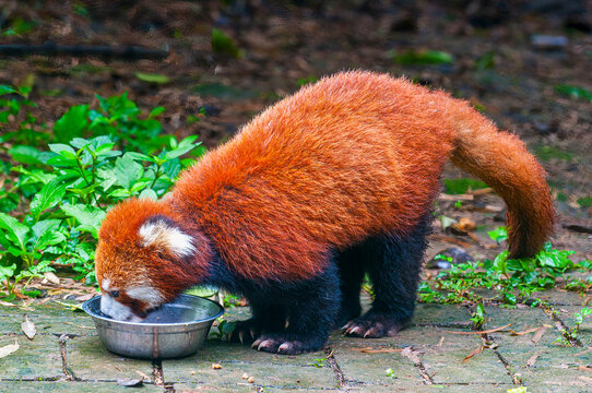 Red Panda (Ailurus fulgens) in the Giant Panda Bear Reservation, Chengdu, Sichuan, China