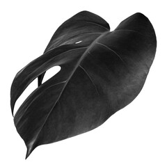 Black monstera leaf design element