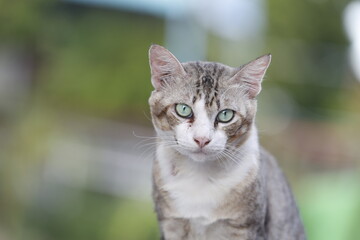 Cats stare at humans to learn behavior.