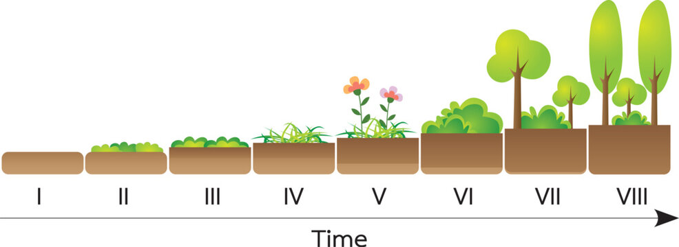 Primary ecological succession diagram illustration
