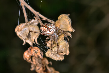 Common crossweed or Araneus diadematus sits on a spider's web. Macro photo of a spider.