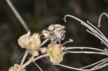 Common crossweed or Araneus diadematus sits on a spider's web. Macro photo of a spider.
