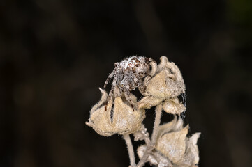 Common crossweed or Araneus diadematus sits on a spider's web. Macro photo of a spider.