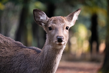 A deer stands close to the camera, its ears perked up, amidst the lush greenery of a forest in Nara, Honshu, Japan