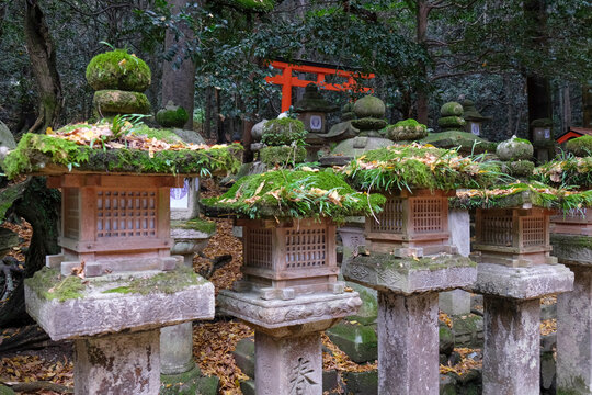 A group of stone lanterns covered in moss, adding a touch of ancient charm to the surroundings, Nara, Honshu, Japan