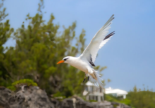 White Tailed Tropicbird (Phaethon lepturus), a seabird known as the Longtail, found in the Pacific, Atlantic and Indian Oceans, Bermda, North Atlantic