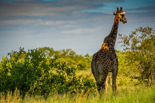View of Southern giraffe (Giraffa camelopardalis giraffa) on game drive in Kruger National Park, South Africa